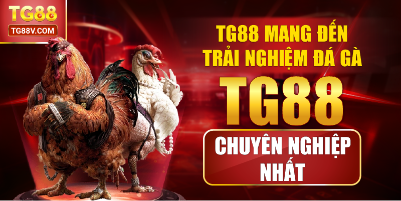 TG88 Mang Đến Trải Nghiệm Đá Gà TG88 Chuyên Nghiệp Nhất