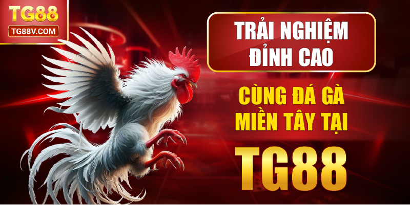 Trải Nghiệm Đỉnh Cao Cùng Đá Gà Miền Tây Tại TG88